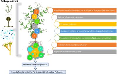 Plant mineral nutrition and disease resistance: A significant linkage for sustainable crop protection